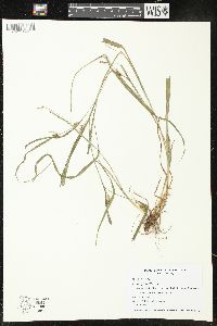 Carex grisea image