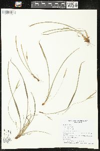 Carex backii image