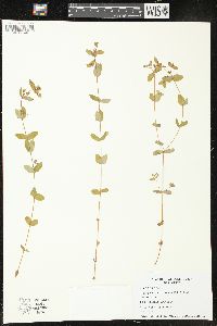 Hypericum boreale image