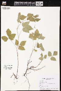 Rubus pubescens image