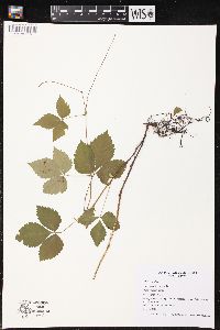 Rubus pubescens image