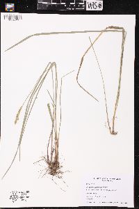 Oryzopsis asperifolia image