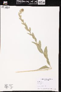 Solidago rigida image