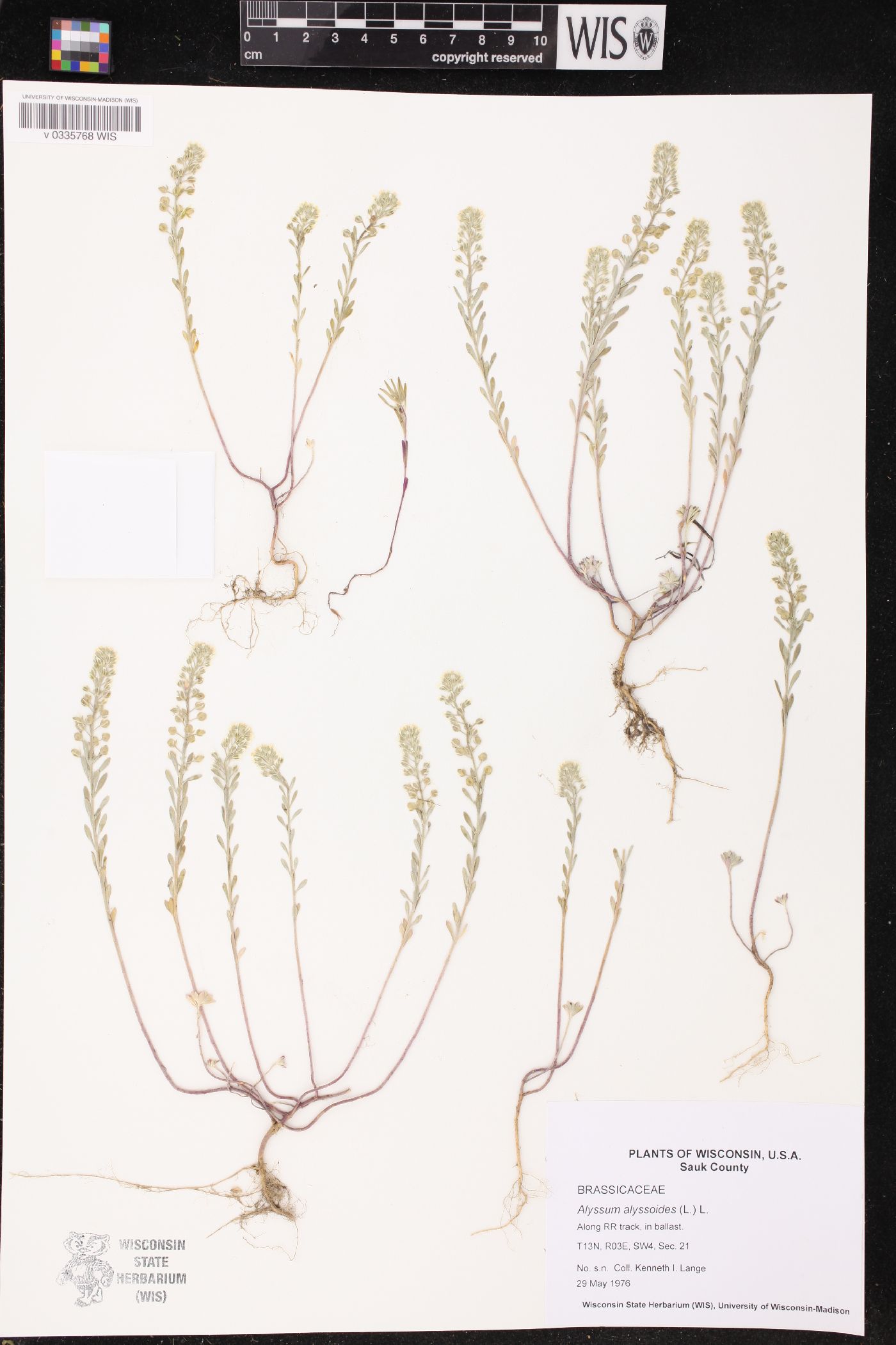 Alyssum alyssoides image