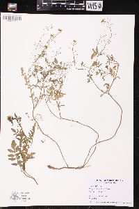 Rorippa sylvestris image