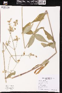 Silene stellata image