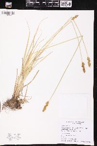 Carex annectens var. xanthocarpa image