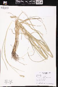 Carex cristatella image