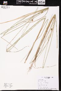 Carex oligosperma image