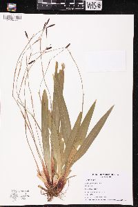 Carex plantaginea image