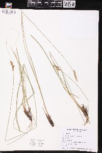 Carex prairea image