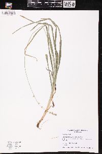 Carex sparganioides image