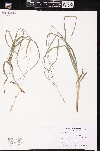 Carex sparganioides image