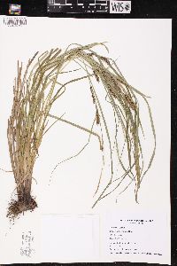 Carex tuckermanii image