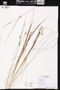 Carex lasiocarpa image