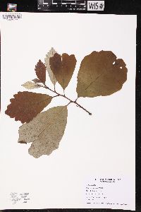 Quercus bicolor image