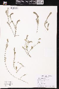 Elodea nuttallii image