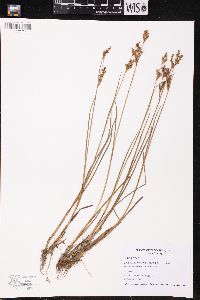 Juncus brevicaudatus image