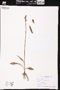 Spiranthes casei image