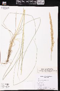 Calamagrostis stricta image