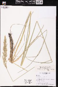 Calamagrostis stricta subsp. inexpansa image