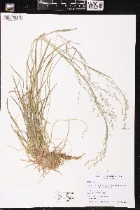 Festuca subverticillata image