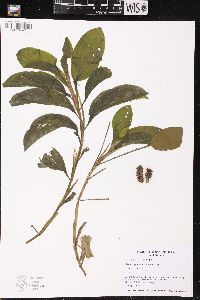 Potamogeton amplifolius image