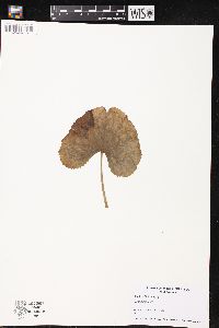 Caltha palustris image