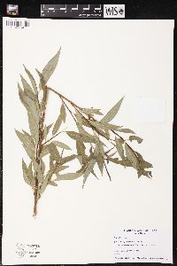 Salix amygdaloides image