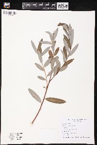 Salix pedicellaris image