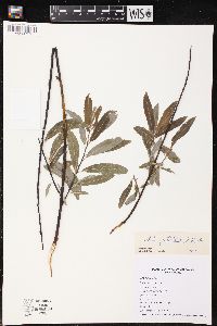 Salix petiolaris image