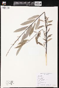 Salix petiolaris image