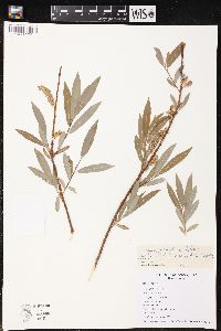 Salix petiolaris image