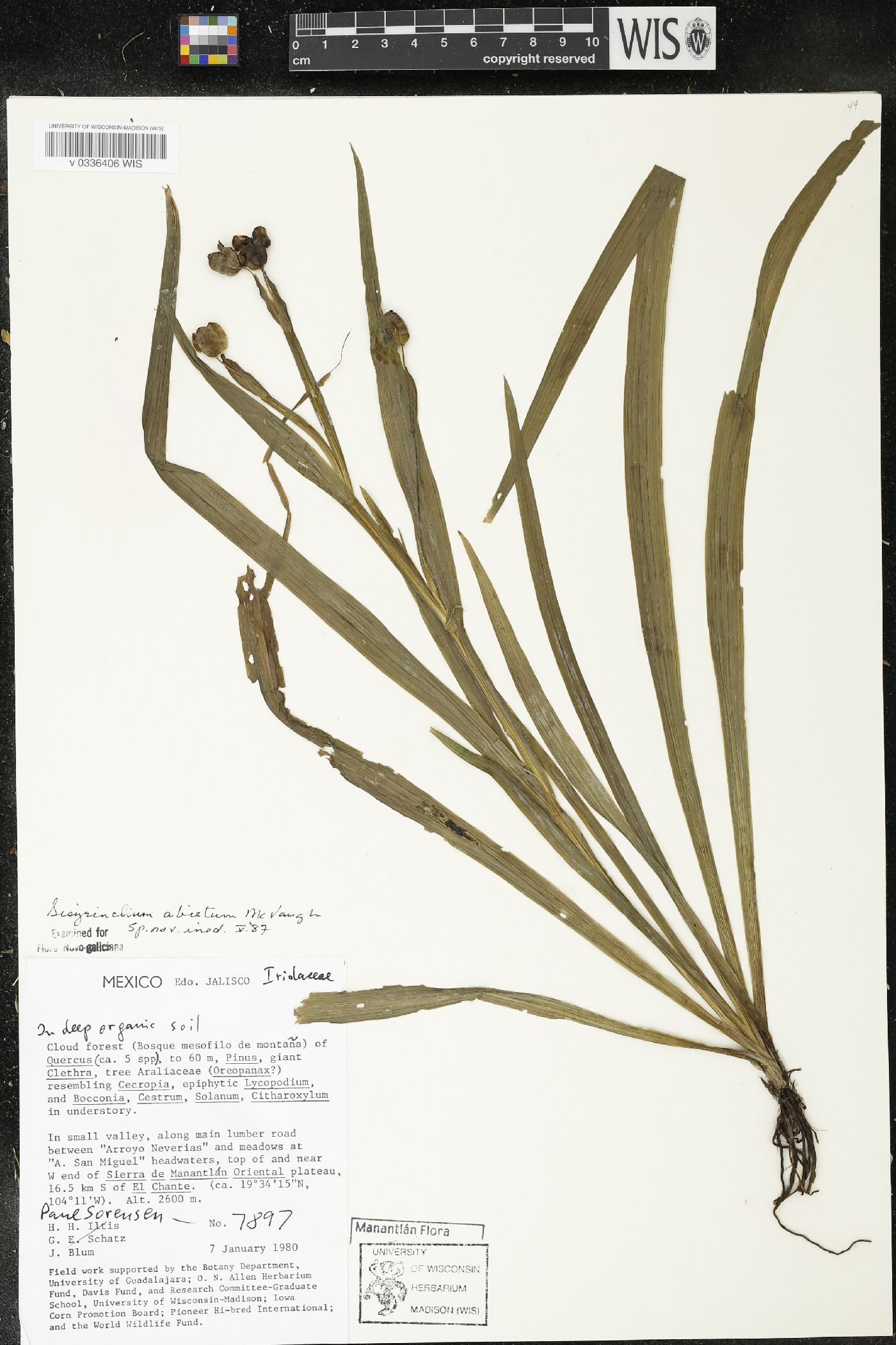 Sisyrinchium abietum image