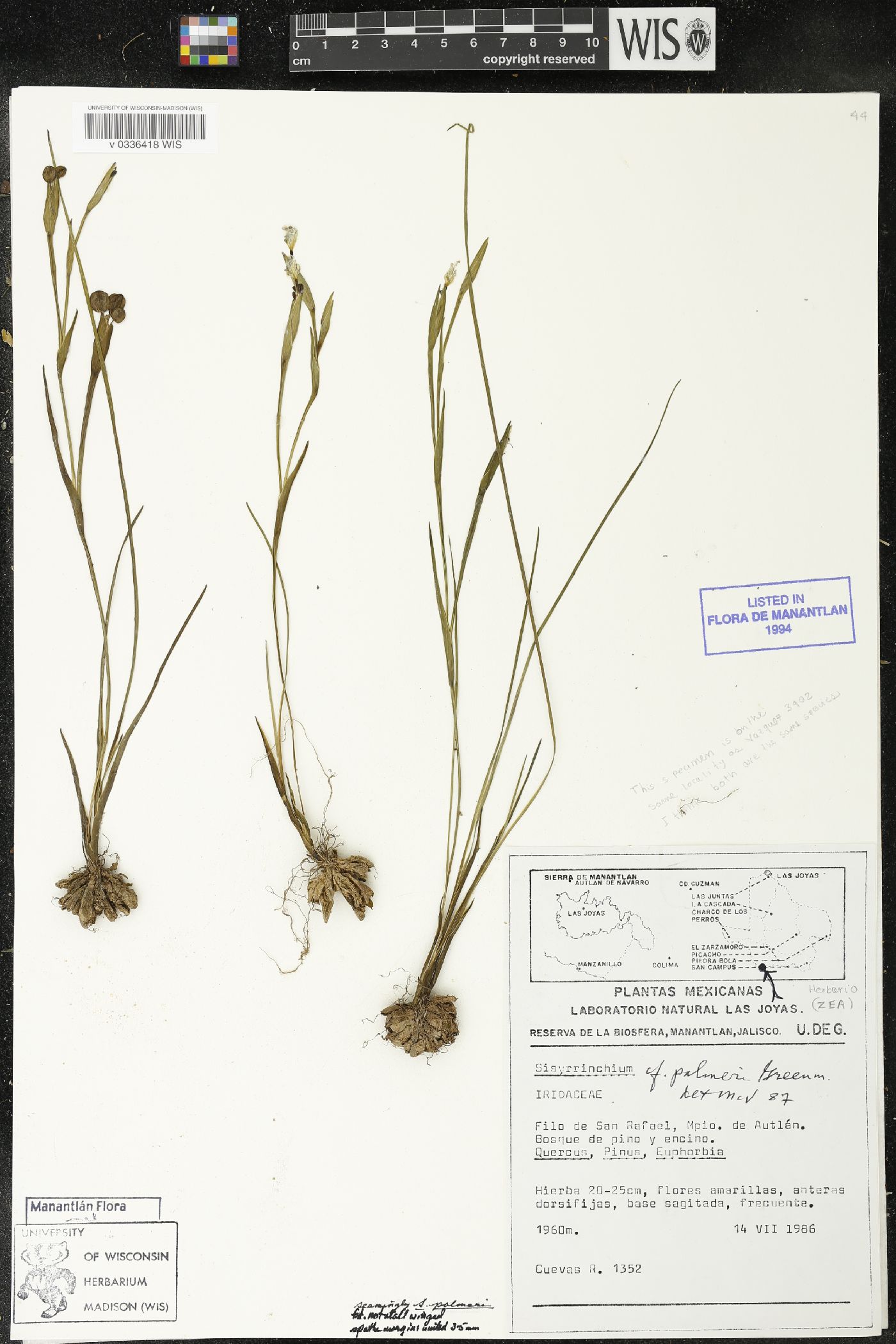 Sisyrinchium palmeri image