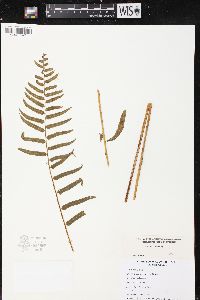 Athyrium pycnocarpon image