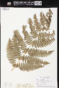 Dryopteris goldieana image