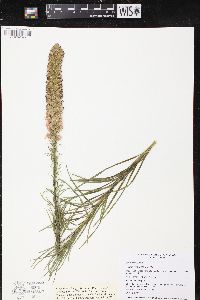 Liatris pycnostachya image