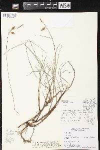 Carex limosa image