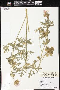 Malva moschata image