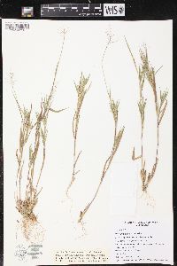 Panicum meridionale image