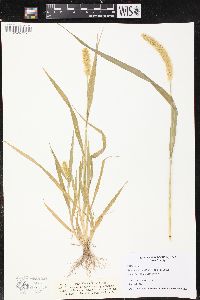 Setaria pumila image