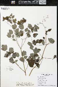 Thalictrum amphibolum image