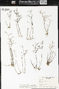 Juncus pelocarpus image