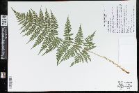 Dryopteris x triploidea image