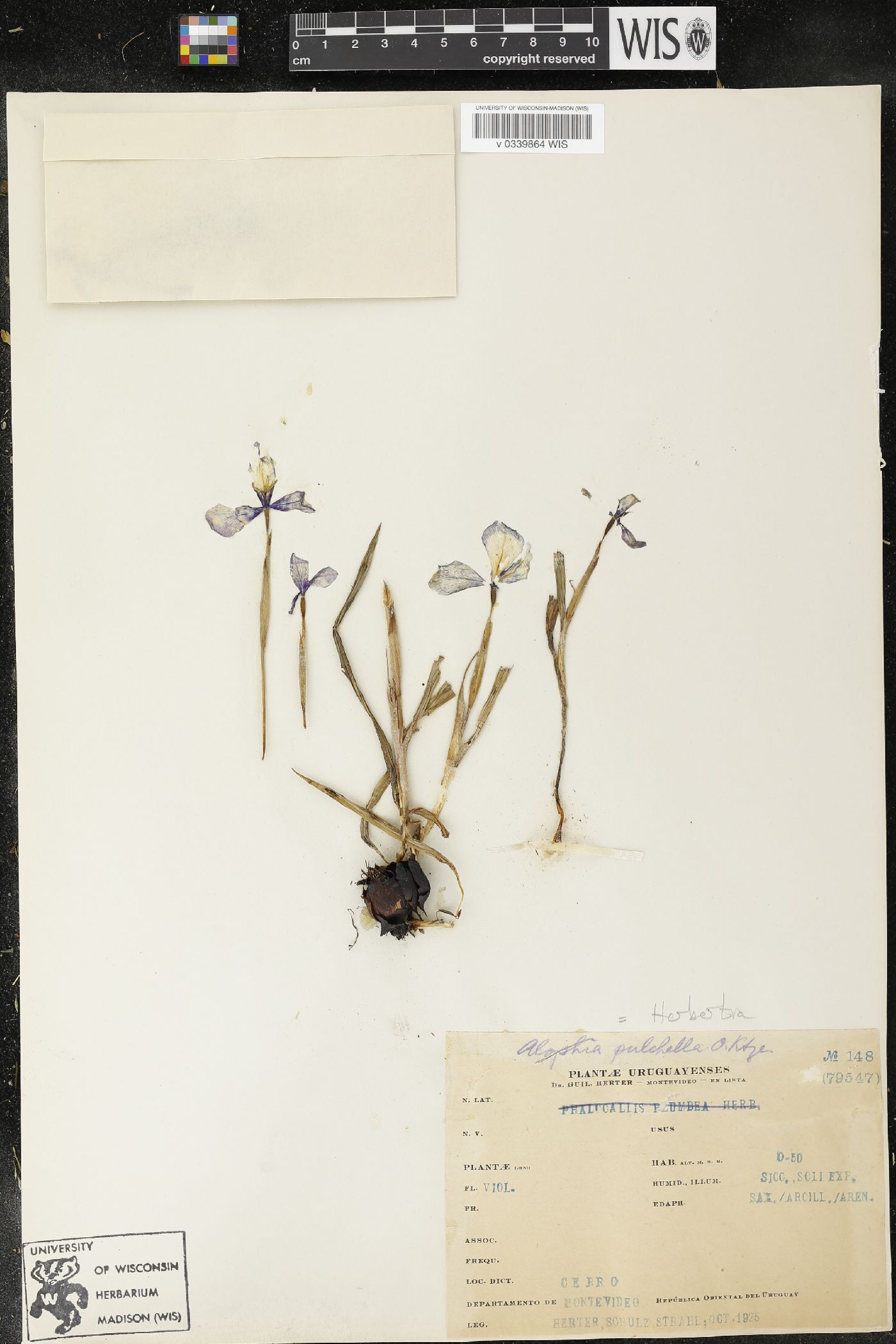 Herbertia pulchella image