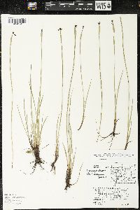 Sisyrinchium idahoense var. occidentale image