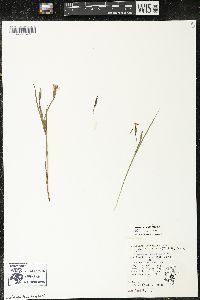 Sisyrinchium langloisii image