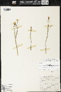 Sisyrinchium langloisii image