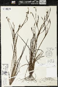 Sisyrinchium miamiense image